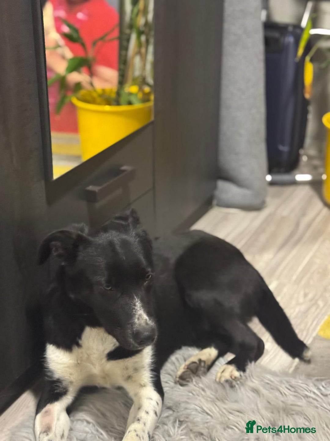 Mixed Breed dogs for adoption: Gorgeous Maylo looking for love - Advert 8