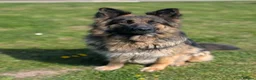 German Shepherd dogs for sale: KC Registered German Shepherd Puppies 🐾  - Advert 20