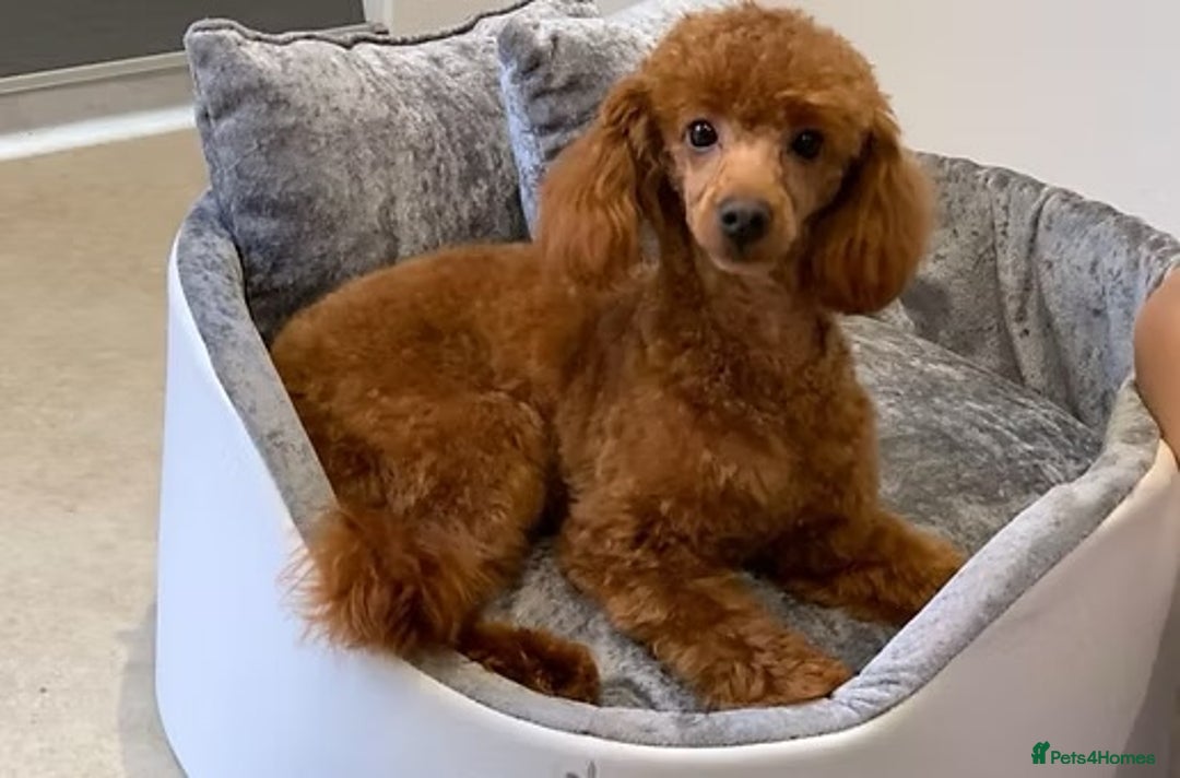 Cockapoo dogs for sale: Beautiful Health tested Toy Cockapoo Puppies - Image 4