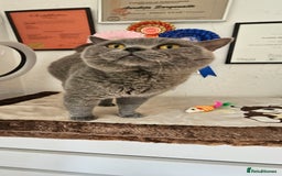 British Shorthair cats for sale: BSH BLUE AND BSH GOLD KITTENS Ready now! - Image 9