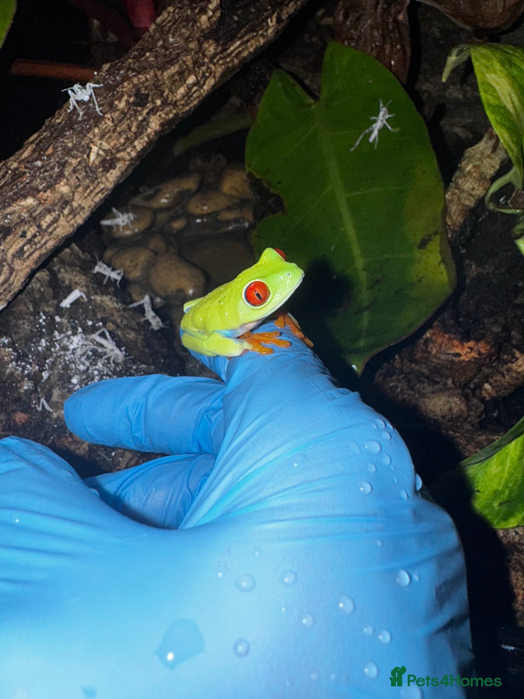 Frog reptiles for sale: Red Eye Tree Frogs (3 Total) - Advert 2