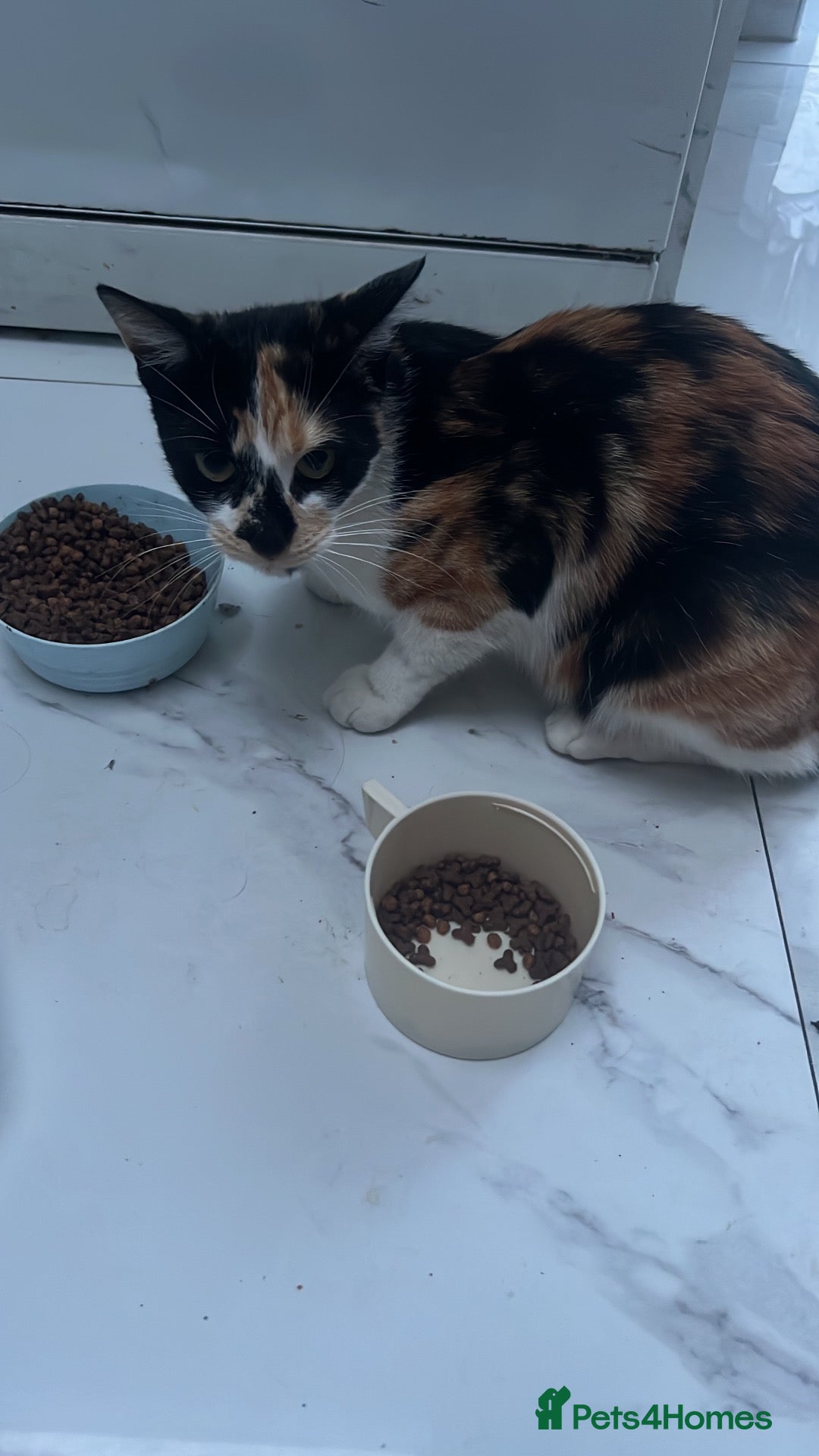 Mixed Breed cats Fluffy long haired male kitten available now - Advert 2