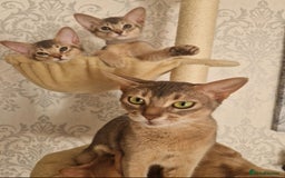 Abyssinian cats for sale: Abyssinian Kittens - Image 9