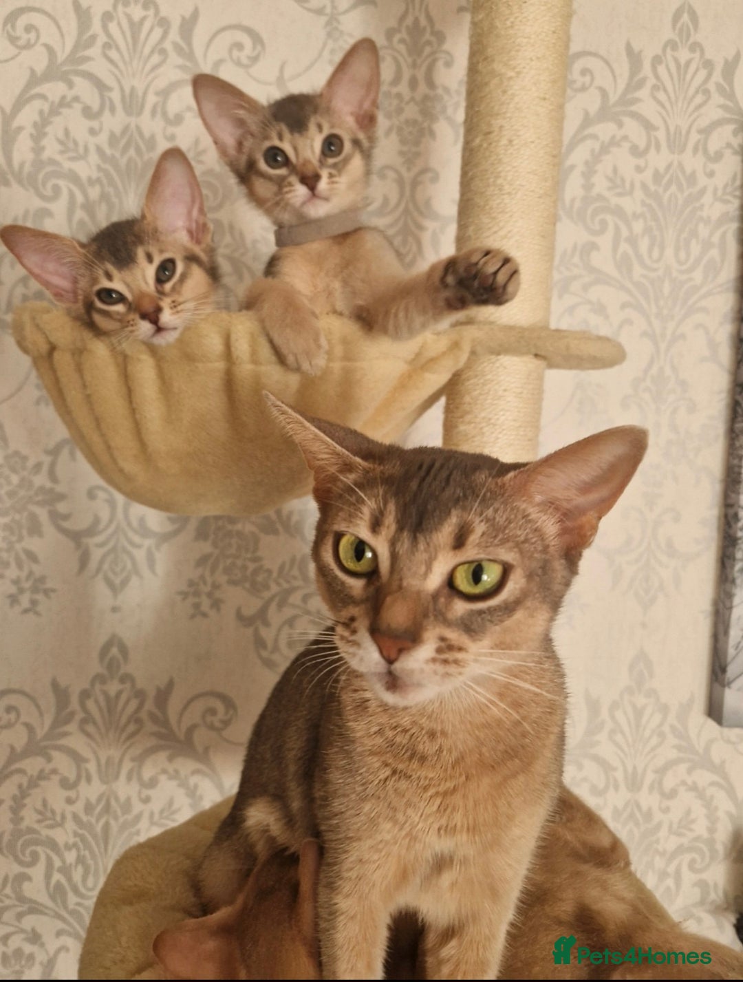 Abyssinian cats for sale: Abyssinian Kittens - Image 9
