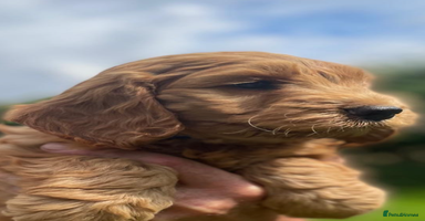 Cockapoo dogs - Advert 7