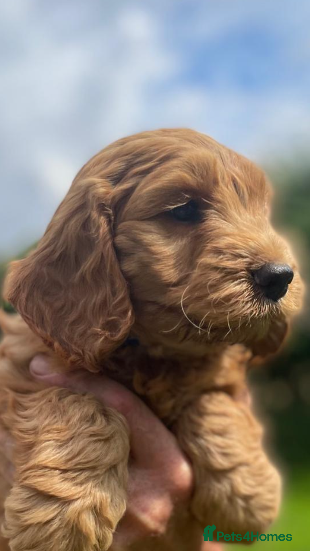 Cockapoo dogs for sale: One boy, cute, full of curiosity and cuddles - Image 2