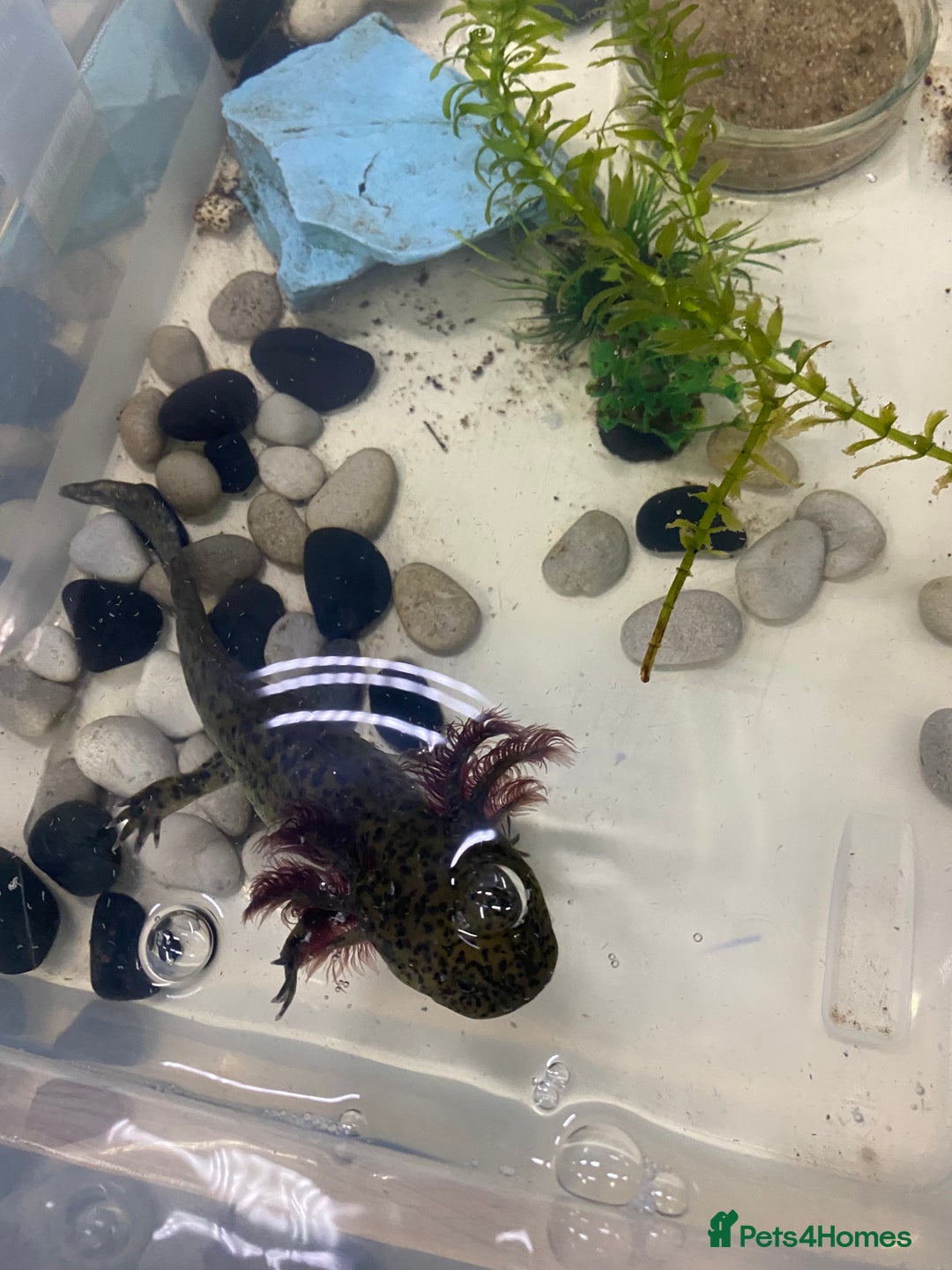 Axolotl reptiles for sale: Axolotl juveniles - Image 1