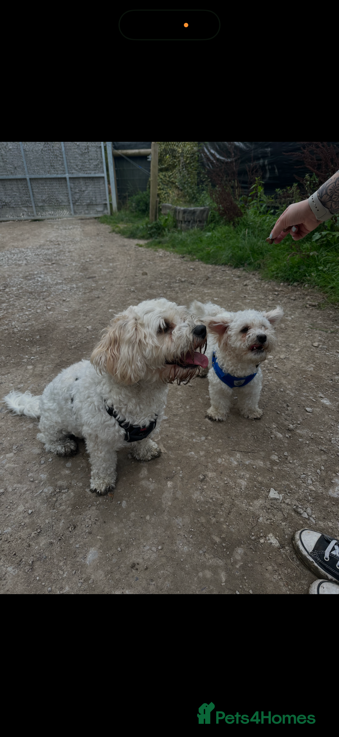 Cavachon dogs for sale: Cavachon boys - Advert 10