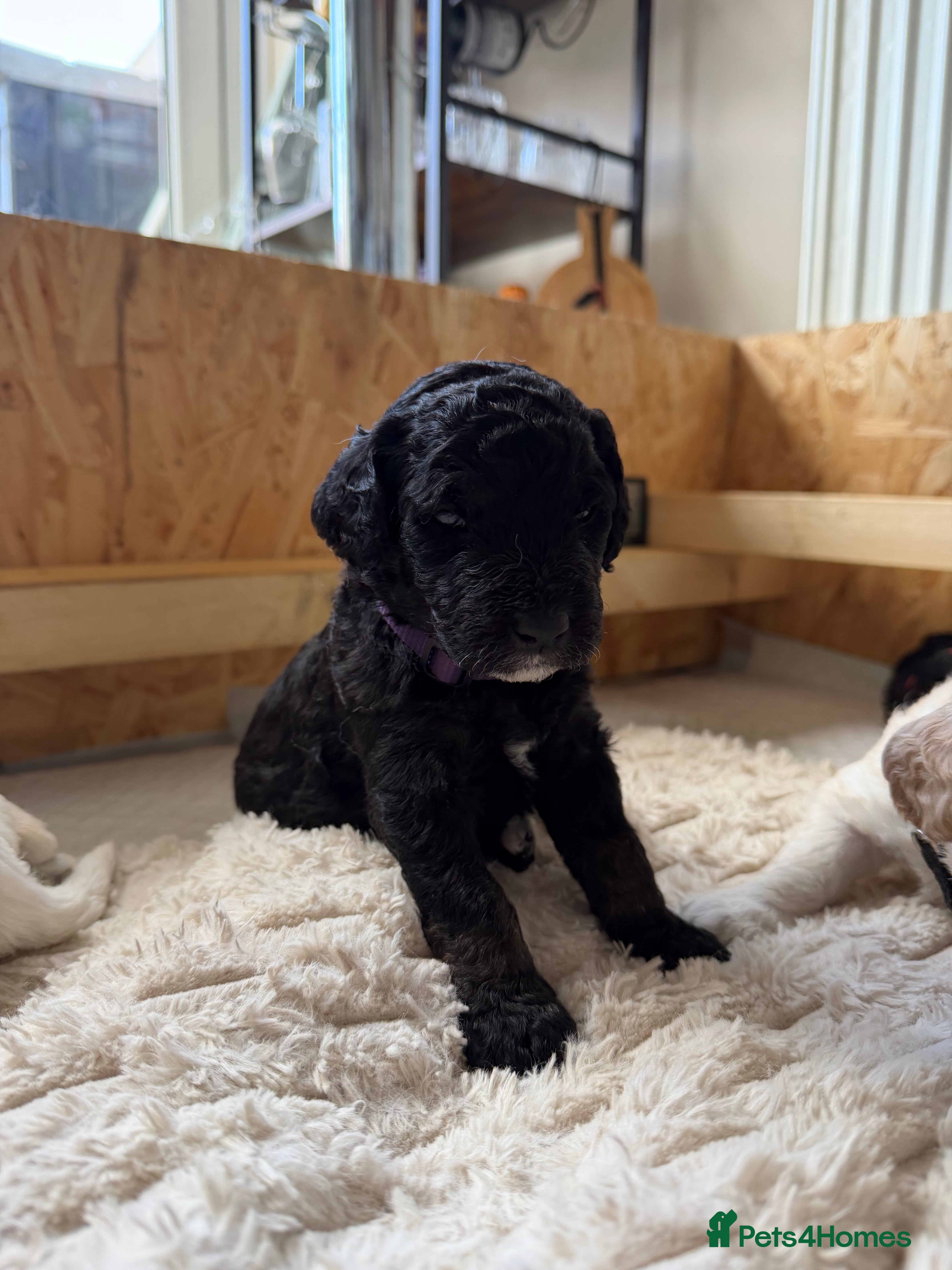 Mini Goldendoodle dogs F1b Mini Goldendoodle Puppies. Ready to Reserve 🤍 - Advert 2