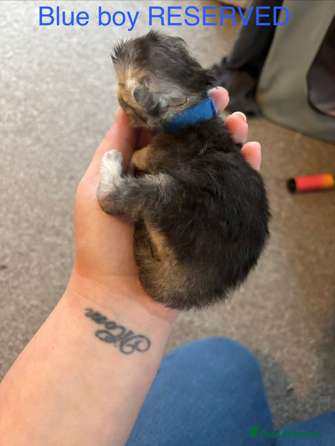 Persian cats for sale: Persian X Mainecoon kittens - Advert 5