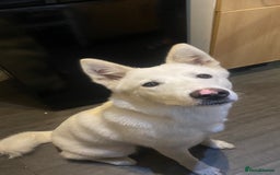 Mixed Breed dogs for sale: American x Japanese Akita  - Image 8