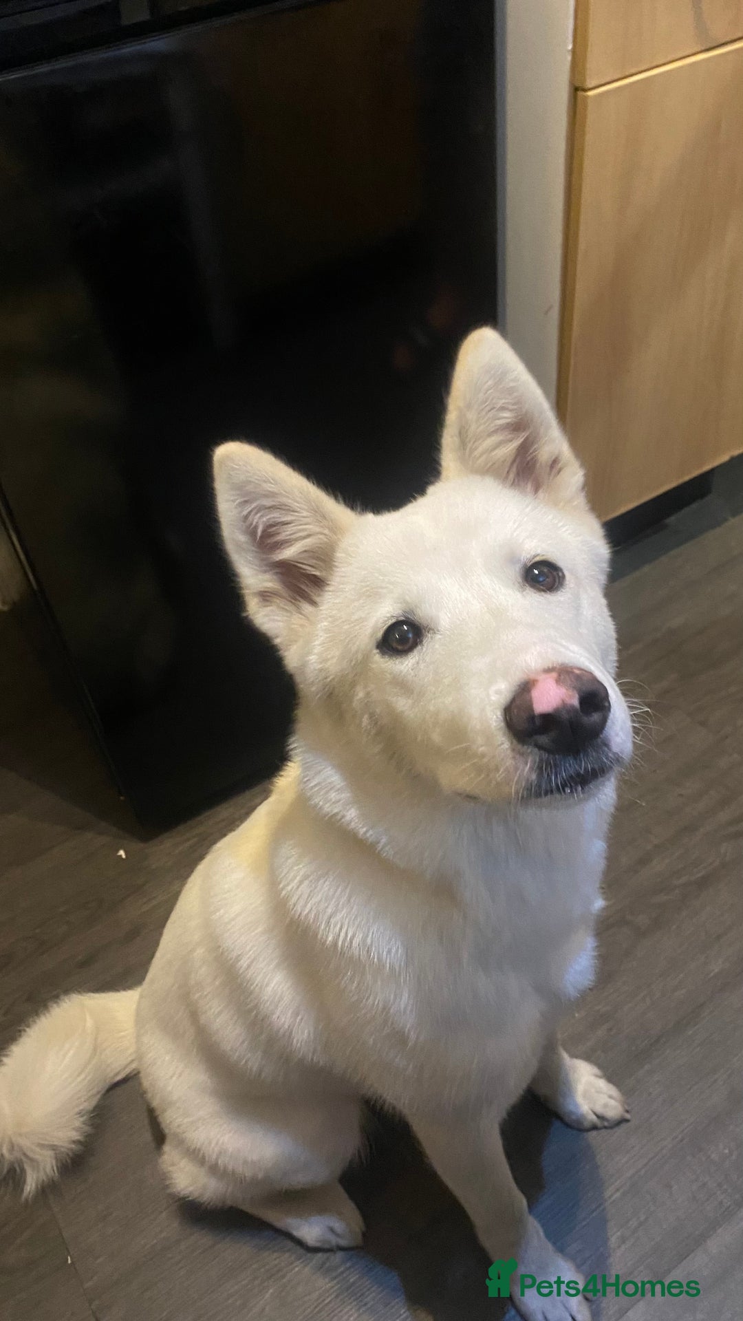 Mixed Breed dogs for sale: American x Japanese Akita  - Image 8