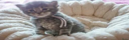 Maine Coon cats for sale: Gorgeous Mainecoon kittens ready 10th June  - Advert 18