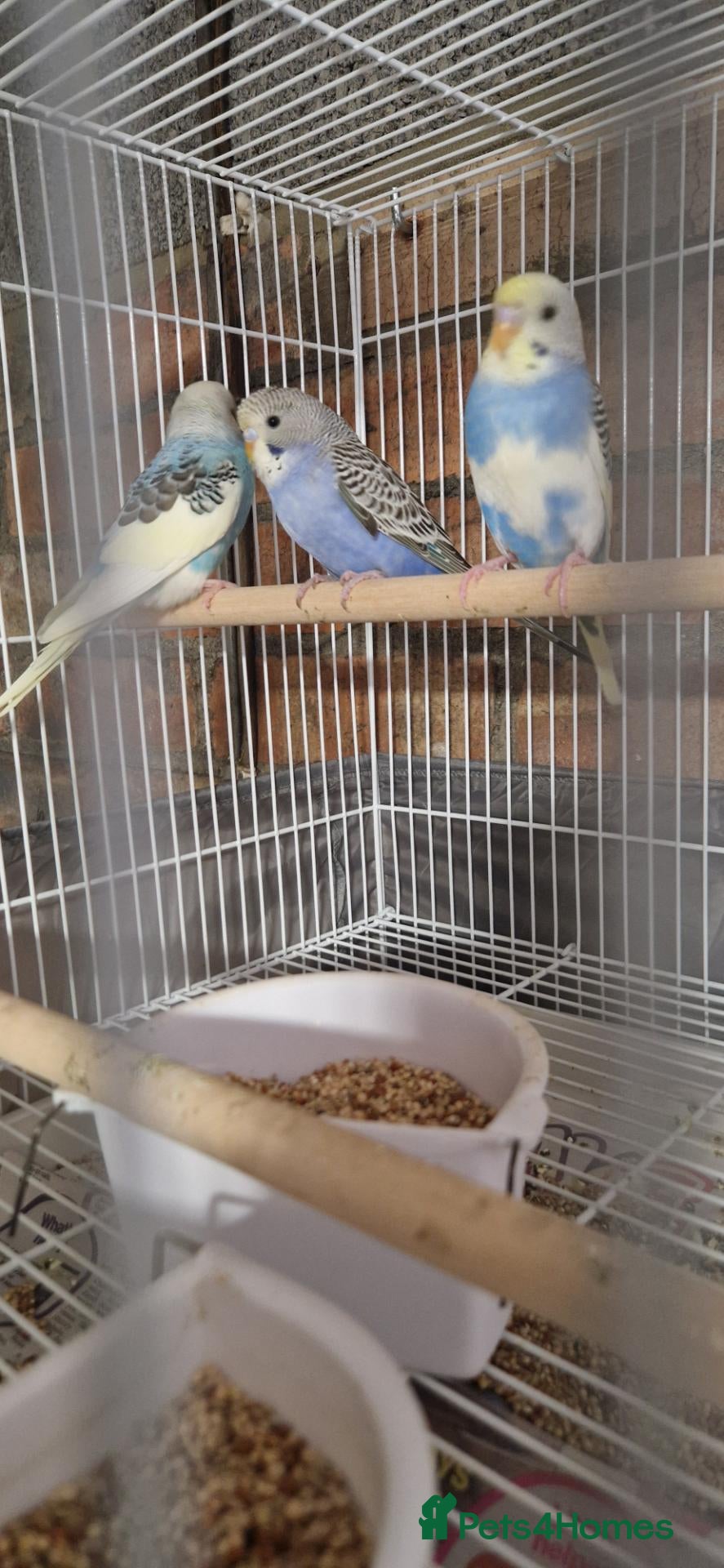 Budgerigars birds Baby budgies now available (7) - Advert 12