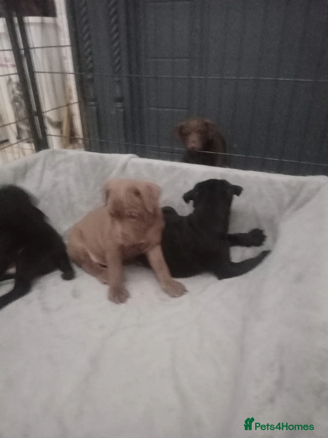 Patterdale Terrier dogs for sale: PATTERDALE PUPS FOR SALE READDY NOW  in Birkenhead - Advert 26