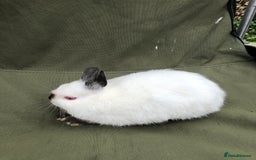 Netherland Dwarf rabbits for sale: Netherland Dwarf Himalayan  - Image 2
