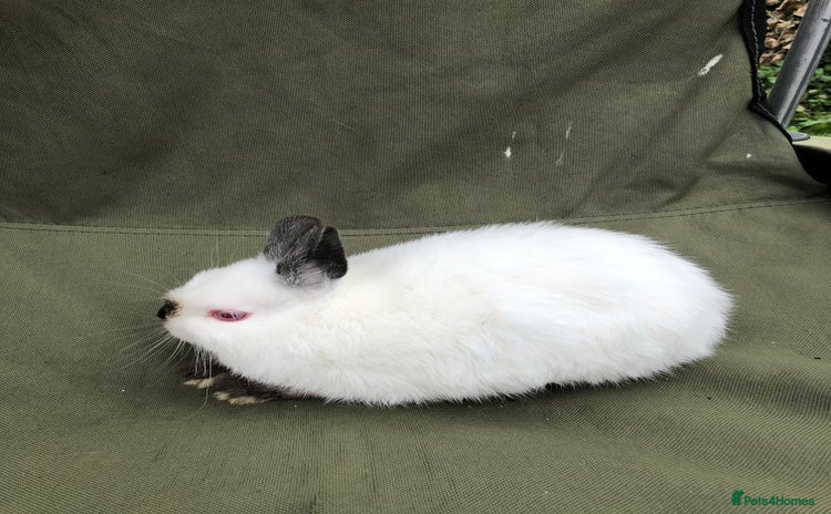 Netherland Dwarf rabbits - Advert 3