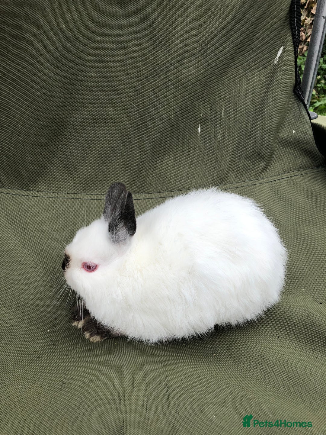 Netherland Dwarf rabbits for sale: Netherland Dwarf Himalayan  - Image 2