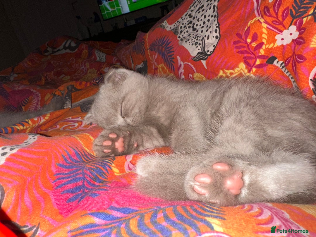 Scottish Fold cats for sale: Scottish Fold / Ragdoll - Image 5