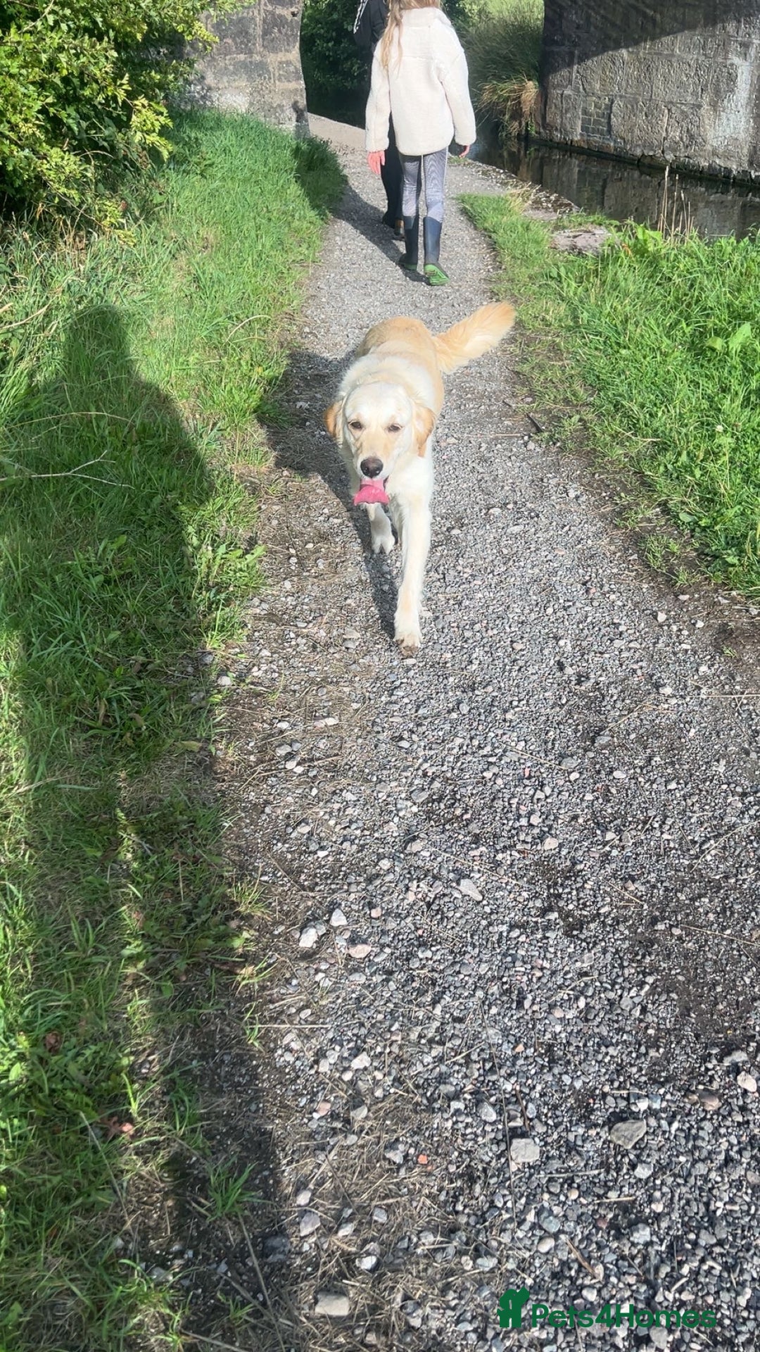 Golden Retriever dogs for sale: Golden retriever  - Image 2