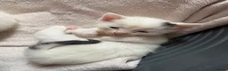 Mixed Breed cats for sale: 4 mainecoon x BSH kittens.  - Advert 2