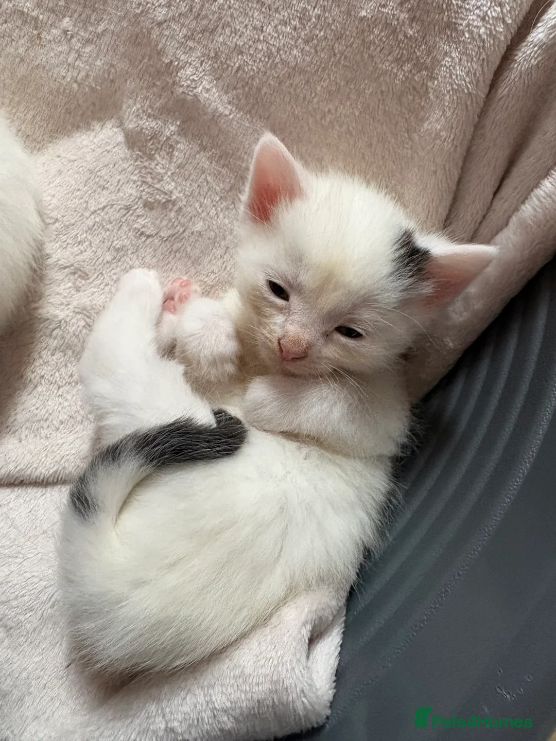 Mixed Breed cats for sale: 4 mainecoon x BSH kittens.  - Advert 2