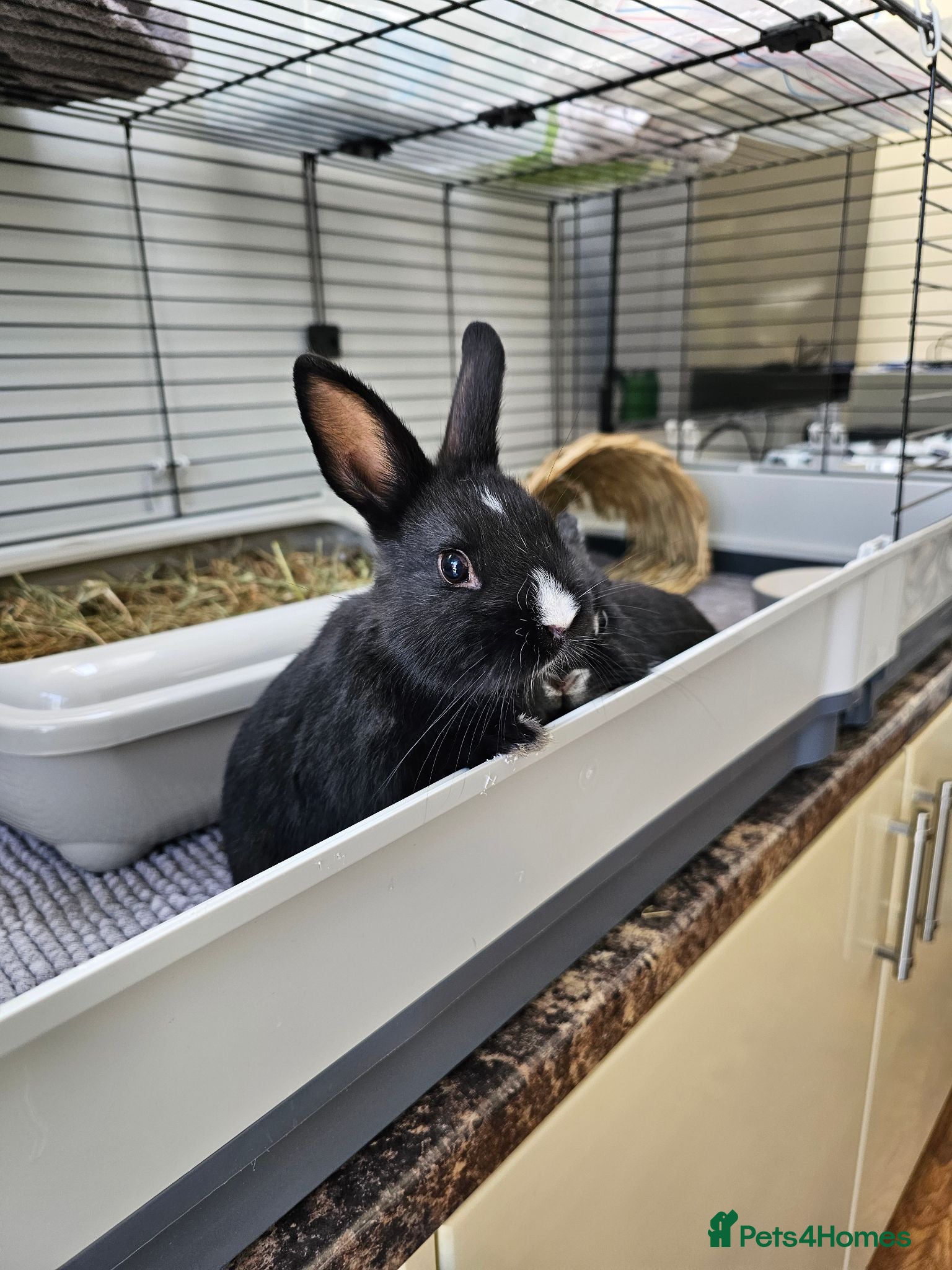 Netherland Dwarf rabbits Purebred Netherland Dwarf Doe - Advert 12