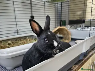Netherland Dwarf rabbits Purebred Netherland Dwarf Doe - Advert 12