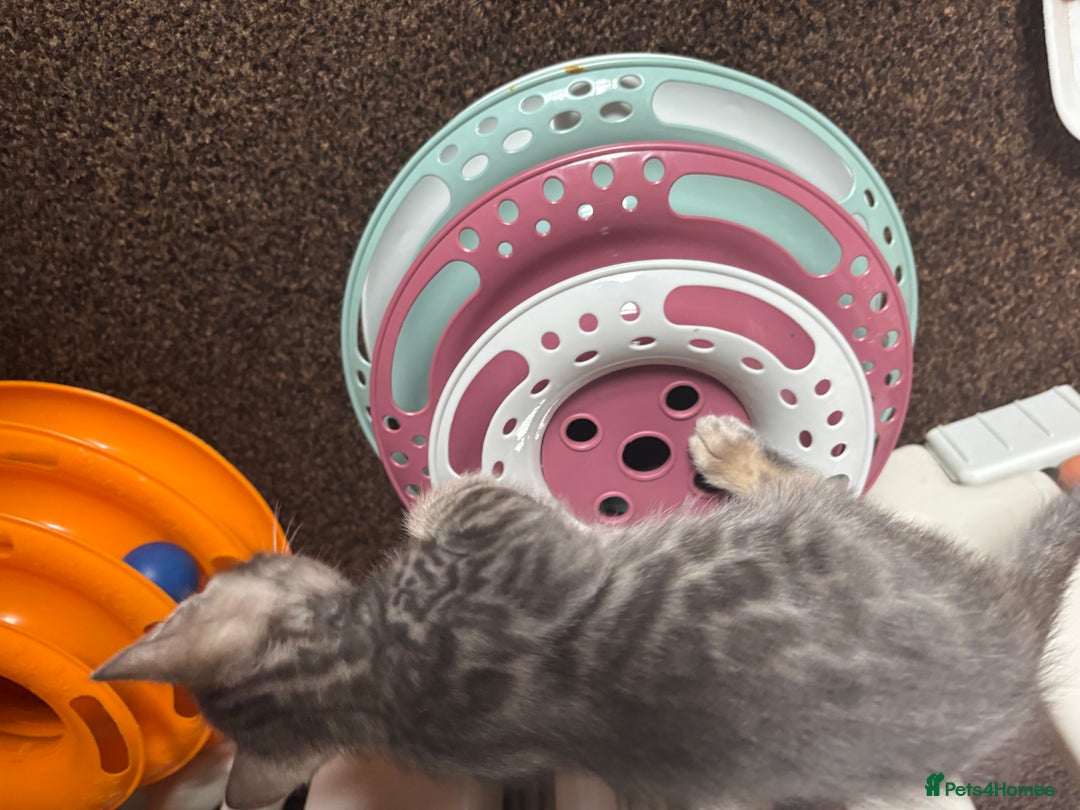 Bengal cats for sale: STUNNING BENGAL KITTENS  - Image 14