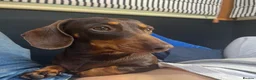 Miniature Dachshund dogs for sale: 3 of the most gorgeous Miniature Dachshunds in Bristol - Advert 16