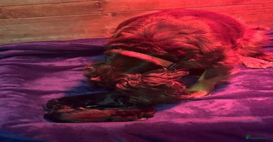 Cocker Spaniel dogs - Advert 10