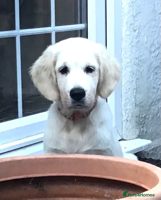 Golden Retriever dogs Champion lines fully vaccinated 2 boys ready now - Advert 1