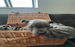 Staffordshire Bull Terrier dogs for sale: Blue and Black Staffordshire Bull Terriers - Image 11