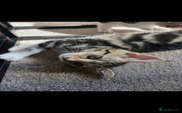 Domestic Shorthair cats for sale: 3 female kittens *READ DESCRIPTION* - Image 4