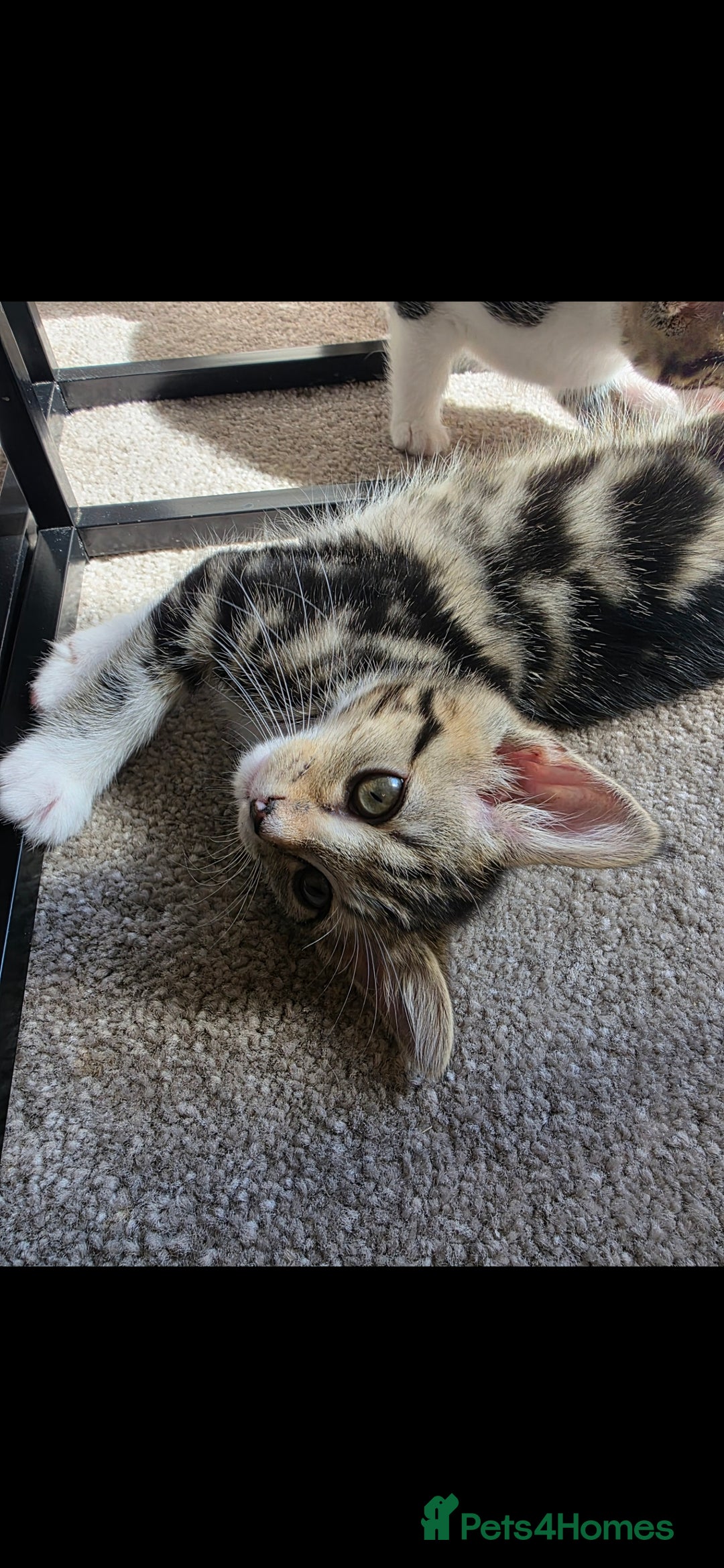 Domestic Shorthair cats for sale: 3 female kittens *READ DESCRIPTION* - Image 4
