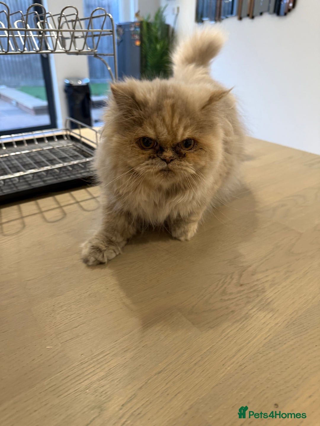 Persian cats for sale: Beautiful Persian Longhair Female – Vaccinated - Advert 4