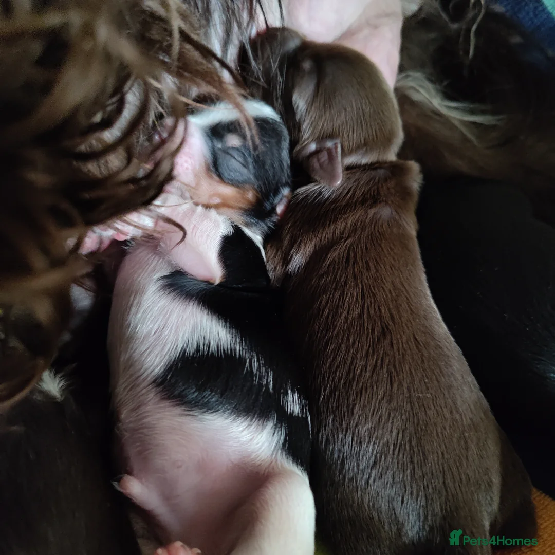 Yorkshire Terrier dogs for sale: Outstanding RARE Yorkshire terrier  - Advert 2