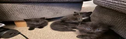 Mixed Breed cats for sale: British short hair cross  - Advert 8