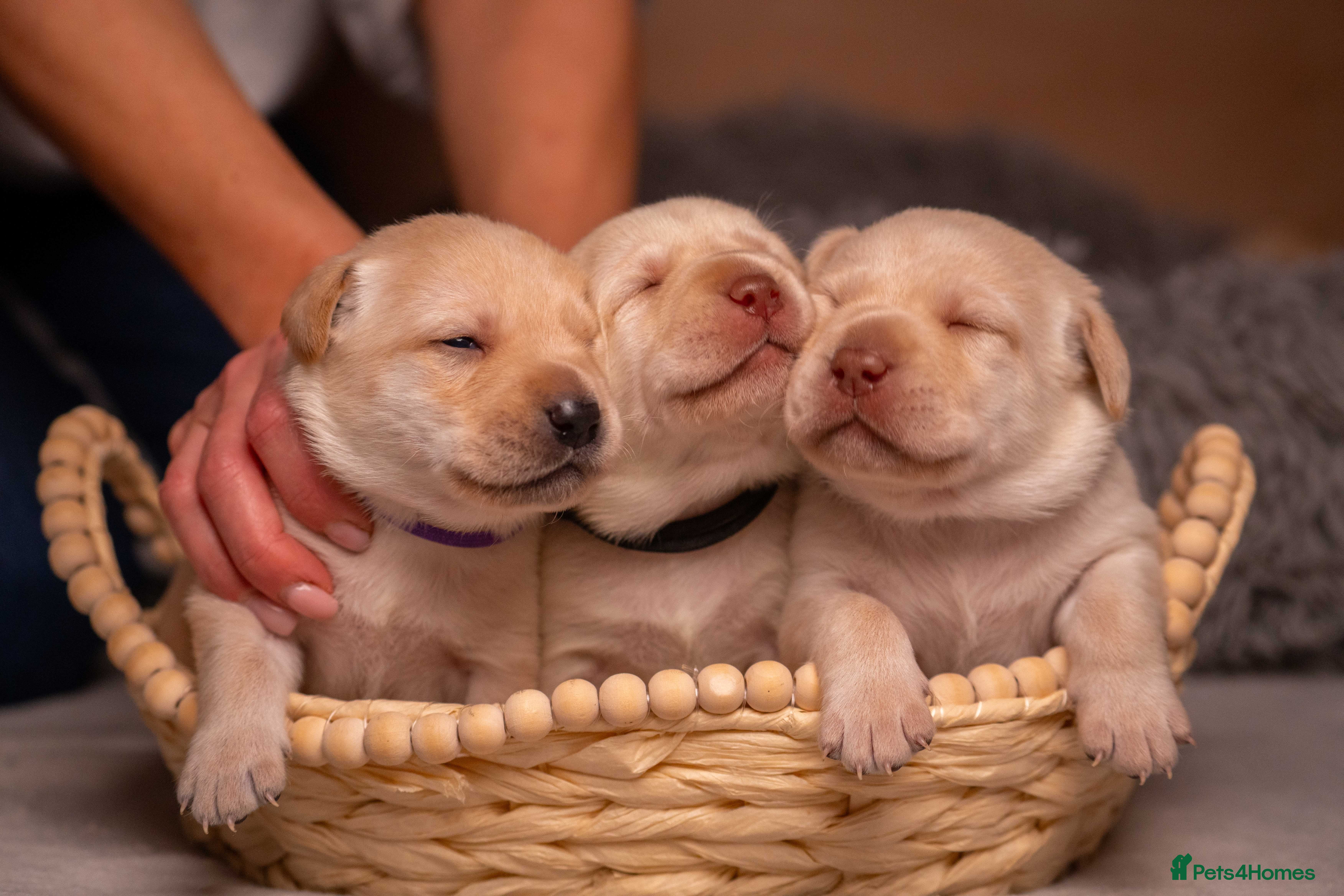 Labrador Retriever dogs LAST 4 CHUNKY LAB BOYS.Home-Raised Ready 8 Apr🐾 - Advert 1