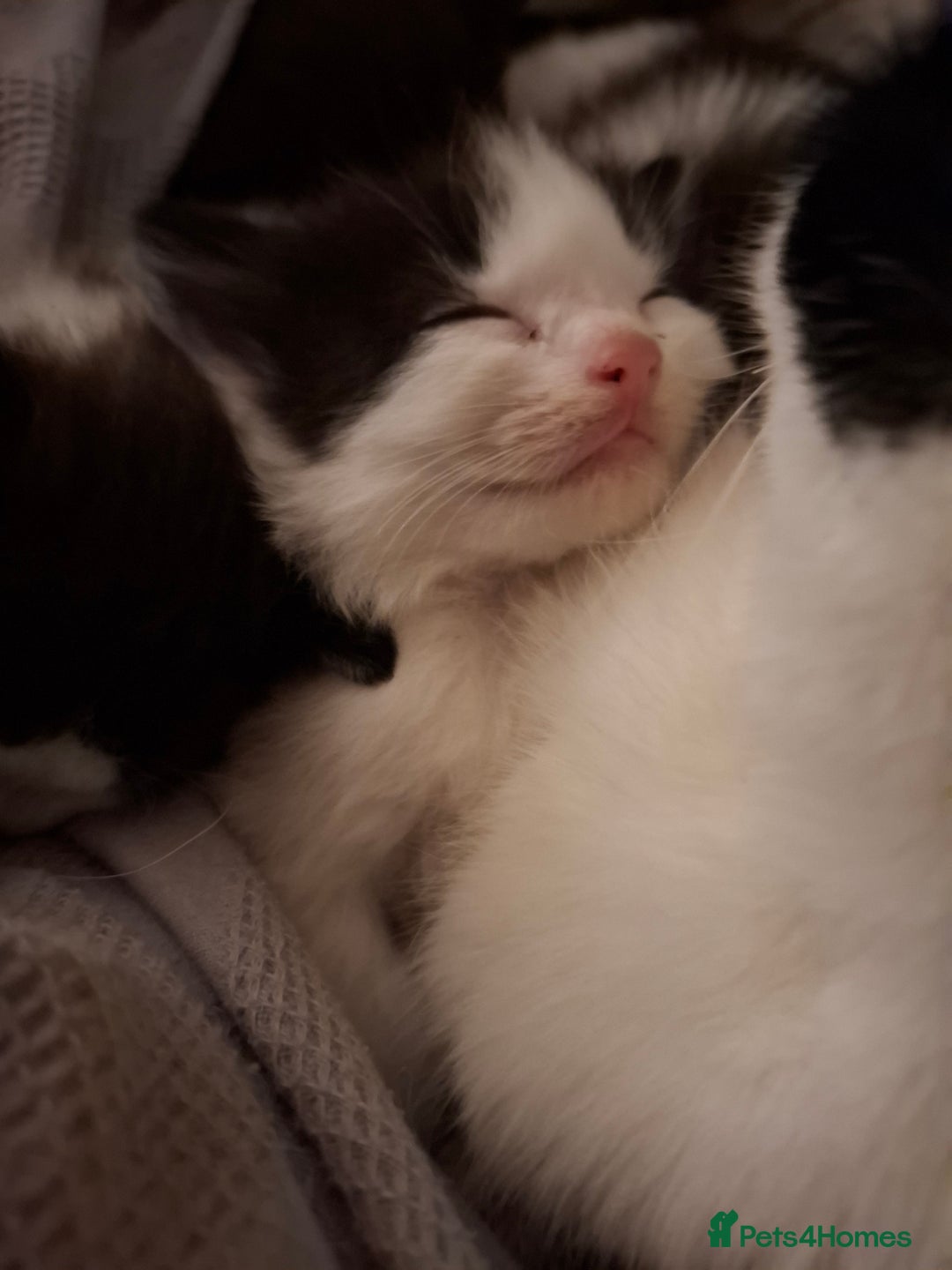 Mixed Breed cats for sale: 3 Kittens awaiting there new family. - Advert 10