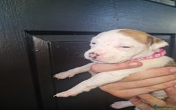 American Bulldog dogs for sale: American  bulldog  pups - Image 28