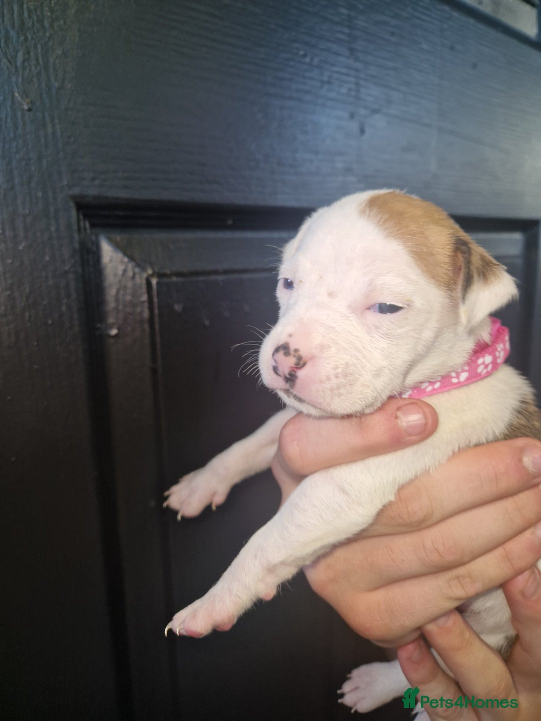 American Bulldog dogs for sale: American  bulldog  pups - Image 28