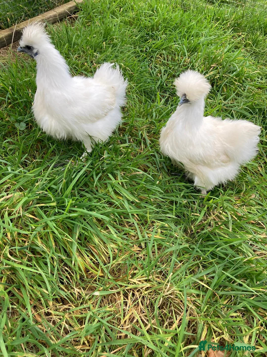 Chickens poultry for sale: Various chickens - Advert 5