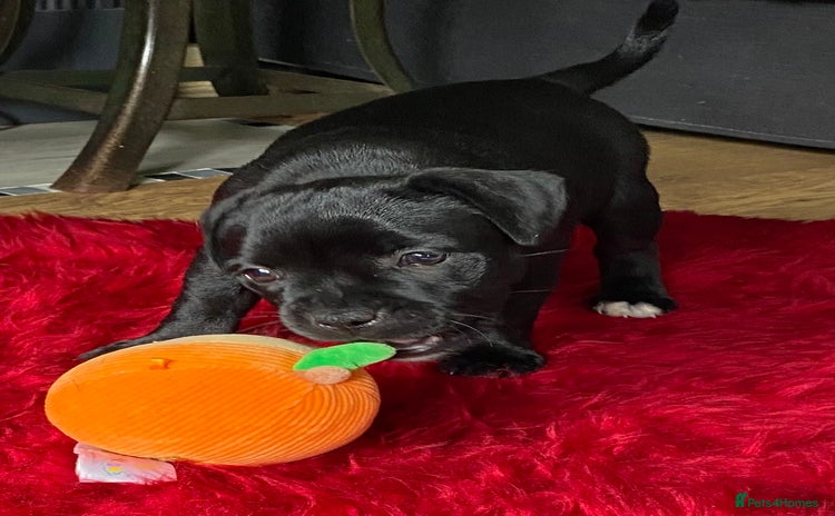 Staffordshire Bull Terrier dogs in Swansea - Advert 16