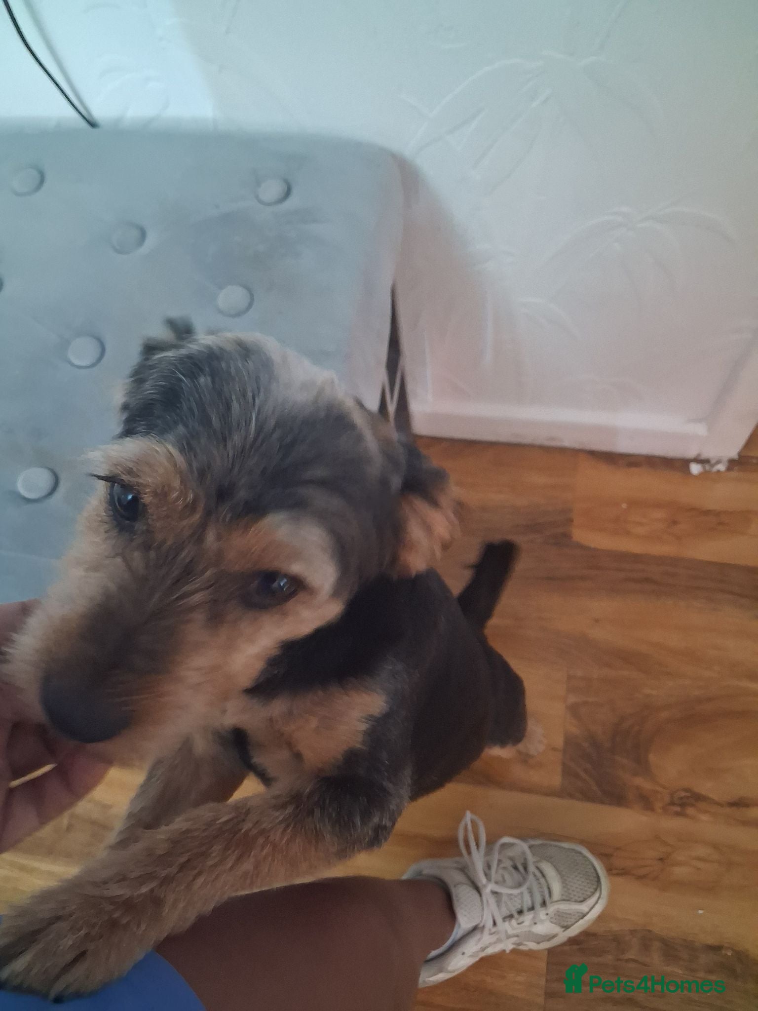 Yorkshire Terrier dogs Pets for stud - Advert 1
