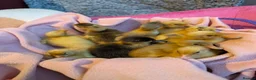 Ducks poultry for sale: Beautiful hatch of Runner Ducklings in Wigston - Advert 2