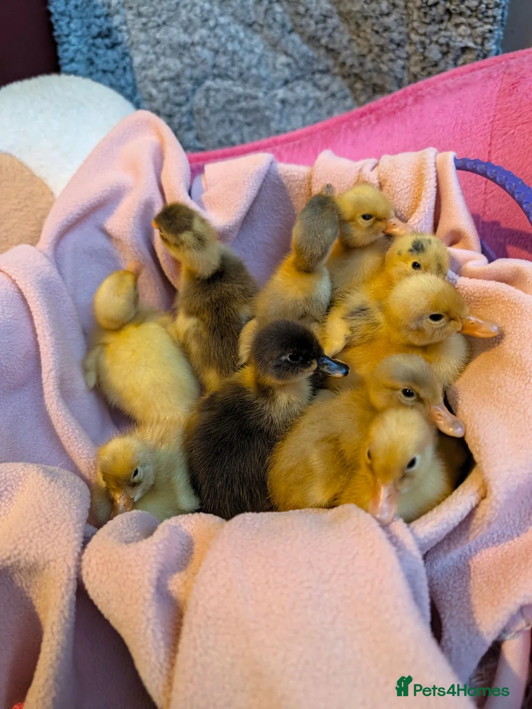 Ducks poultry for sale: Beautiful hatch of Runner Ducklings in Wigston - Advert 2