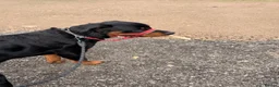 Rottweiler dogs for sale: Rottweiler  - Advert 6
