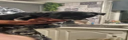 Staffordshire Bull Terrier dogs for sale: Staffordshire Bull Terrier Puppies For Sale - Advert 5