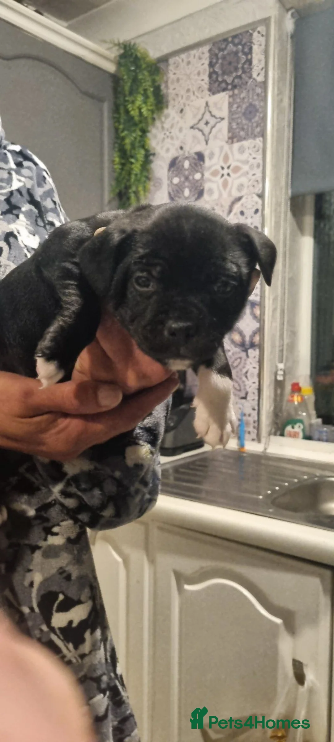 Staffordshire Bull Terrier dogs for sale: Staffordshire Bull Terrier Puppies For Sale - Advert 5
